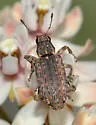Sitona californius - photo 2