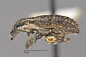 Sitona californius - photo 3