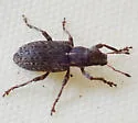 Sitona californius - photo 5