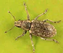 Sweetclover Weevil