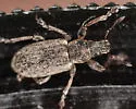 Sweetclover Weevil - photo 2