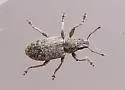 Sweetclover Weevil - photo 3
