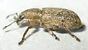 Sweetclover Weevil - photo 4