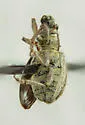 Sweetclover Weevil - photo 5