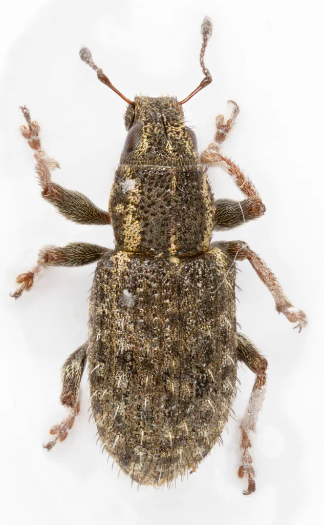 Sitona hispidulus - photo 2