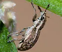 Alfalfa Weevil