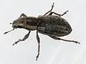 Alfalfa Weevil - photo 2