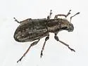 Alfalfa Weevil - photo 3