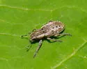 Alfalfa Weevil - photo 5