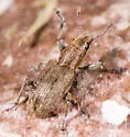 Clover Root Weevil