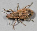 Clover Root Weevil - photo 2