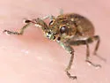 Clover Root Weevil - photo 3