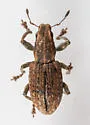 Clover Root Weevil - photo 4
