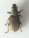 Clover Root Weevil - photo 5