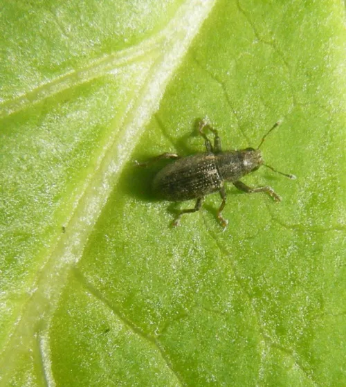 Sitona sulcifrons