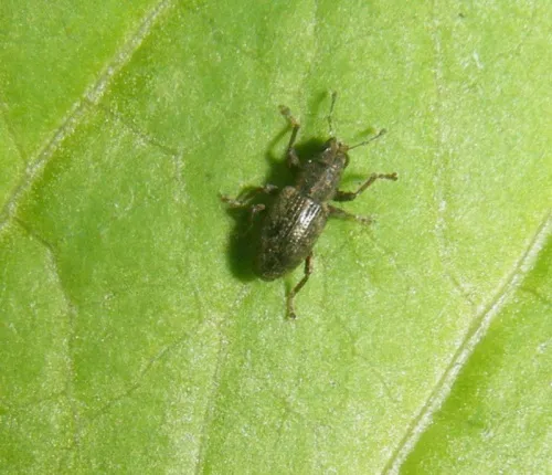Sitona sulcifrons - photo 2