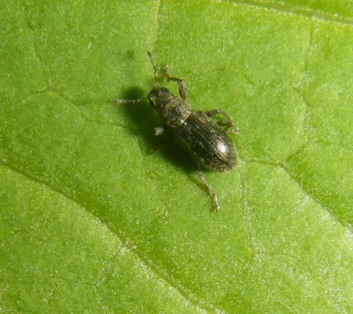 Sitona sulcifrons - photo 3