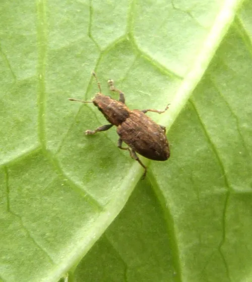 Sitona suturalis