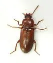Sitophagus alveolatus