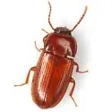 Sitophagus hololeptoides - photo 2