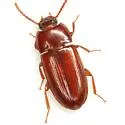 Sitophagus hololeptoides - photo 3