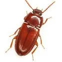 Sitophagus hololeptoides - photo 4