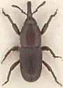 Granary Weevil