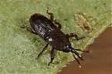 Granary Weevil - photo 2