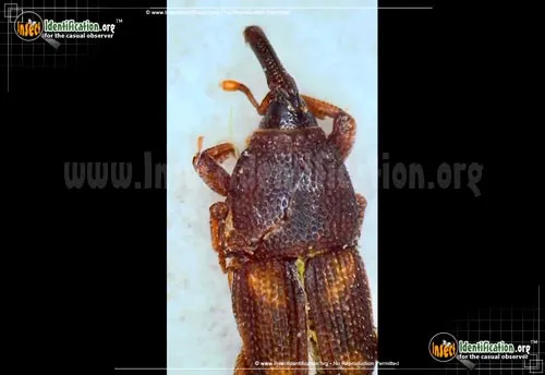 Sitophilus oryzae - photo 2