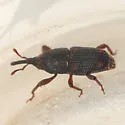 Maize weevil