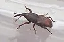 Maize weevil - photo 2