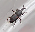 Maize weevil - photo 3