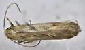 Angoumois Grain Moth - Hodges#2260