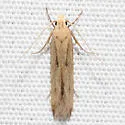 Angoumois Grain Moth - Hodges#2260 - photo 3