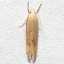 Angoumois Grain Moth - Hodges#2260 - photo 4
