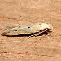 Angoumois Grain Moth - Hodges#2260 - photo 5