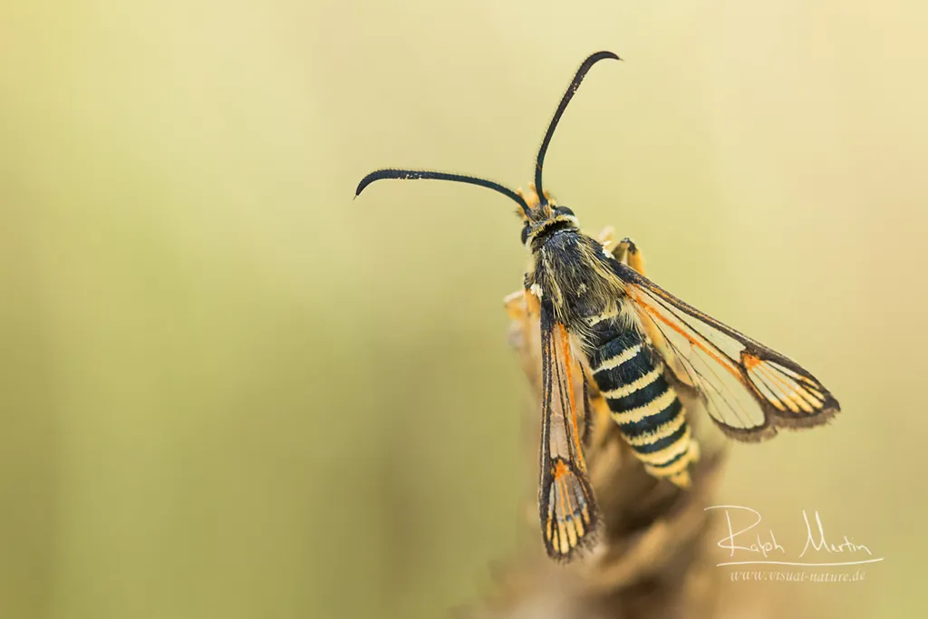 Six-belted Clearwing - photo 2