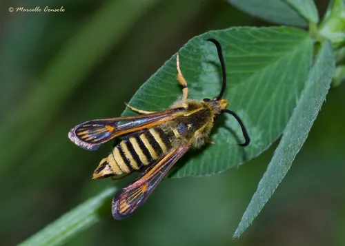 Six-belted Clearwing - photo 4