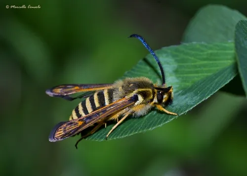 Six-belted Clearwing - photo 5