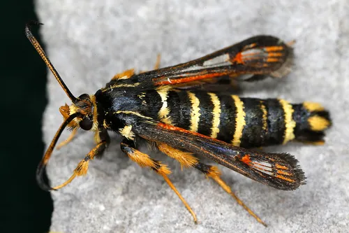 Six-belted Clearwing - photo 6