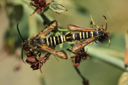 Six-belted Clearwing - photo 7