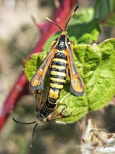Six-belted Clearwing - photo 8