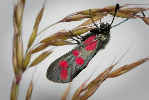 Six-spot Burnet