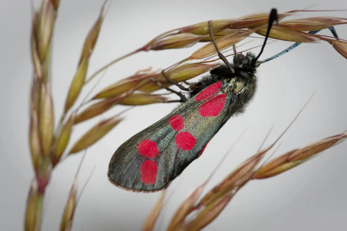 Six-spot Burnet - photo 3