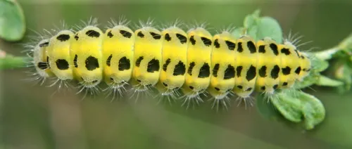 Six-spot Burnet - photo 4