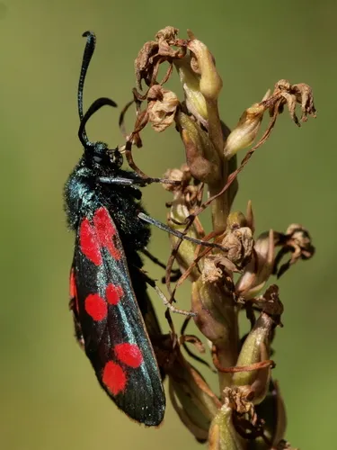 Six-spot Burnet - photo 5