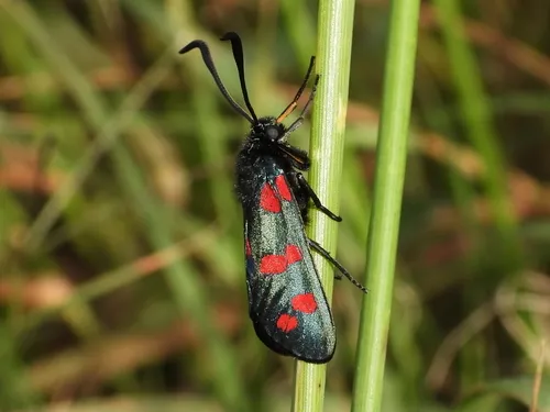 Six-spot Burnet - photo 7