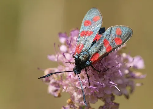 Six-spot Burnet - photo 8