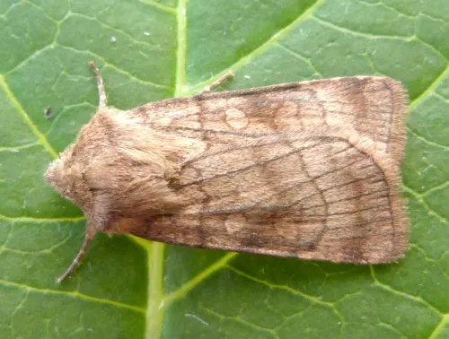 Six-striped Rustic - Xestia sexstrigata