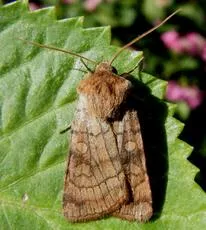 Six-striped Rustic - photo 2